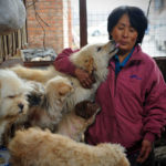 Chinesen essen Hunde? Stimmt das? Thumbnail